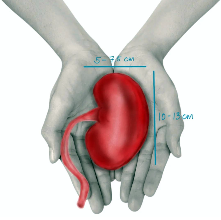 Hand holding kidney